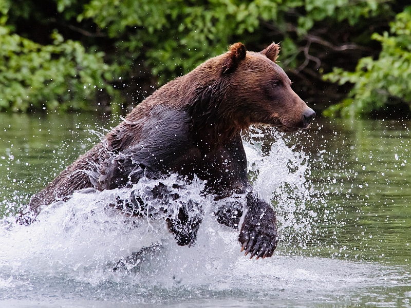 Alaska Wildlife-28.JPG